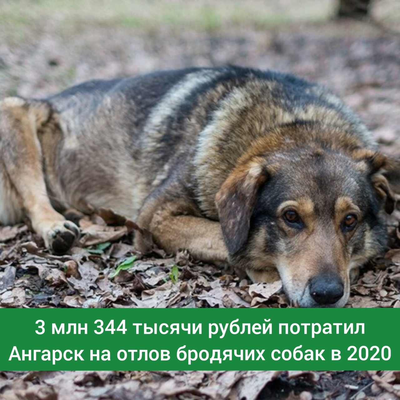 отлов животных